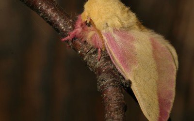 Hyparpax Aurora (moth)