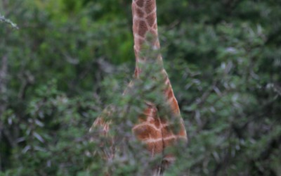 Pumba reserve - Giraffe
