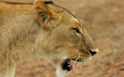 Pumba reserve - Lioness